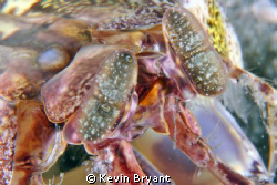 shrimp by Kevin Bryant 
